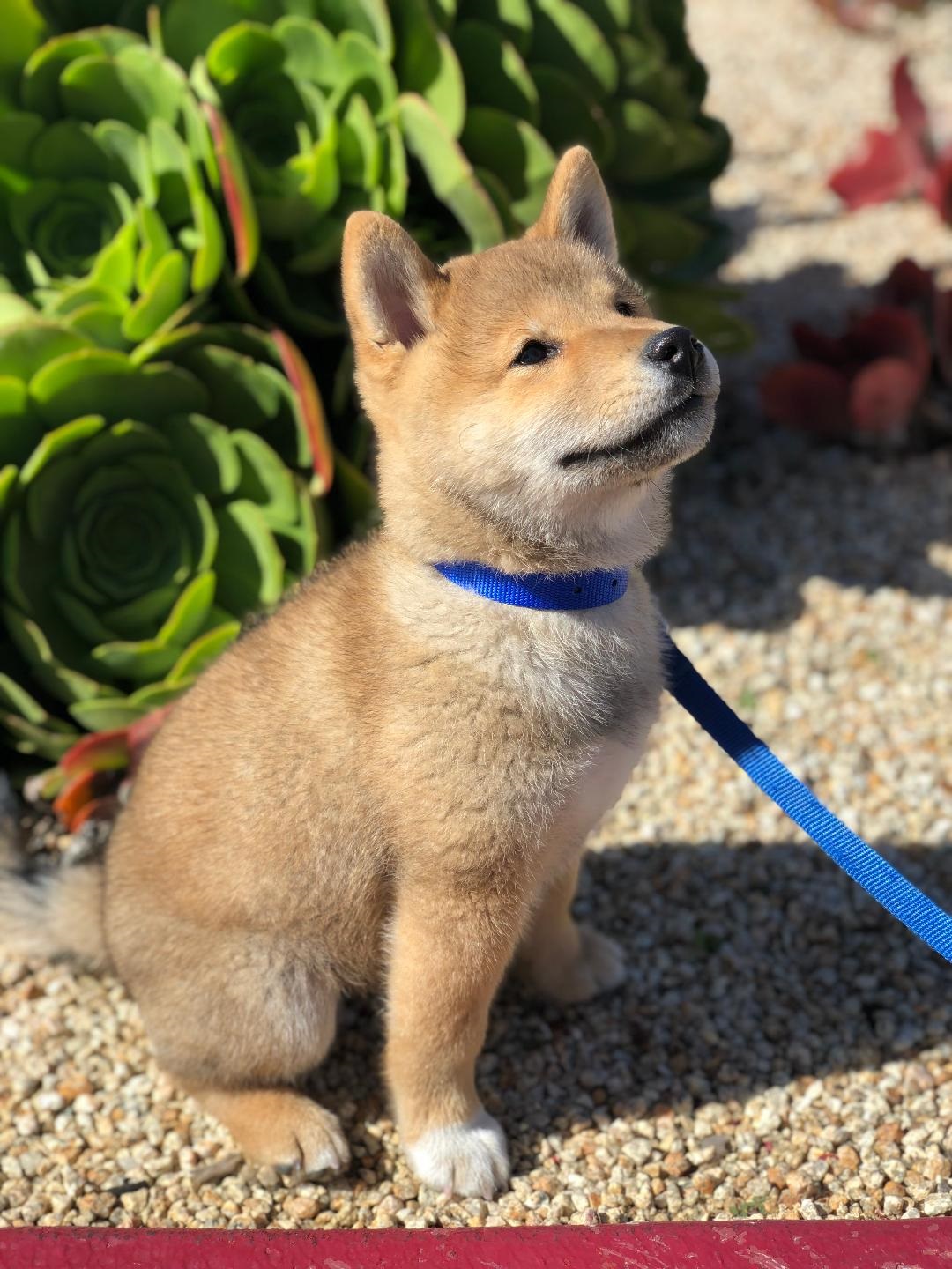 Shiba inu sale farm